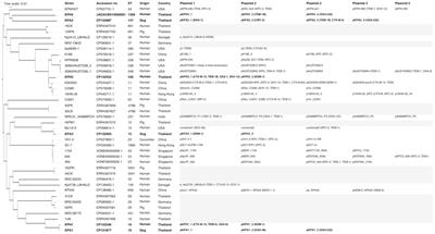 Genomic characterization of carbapenem and colistin-resistant Klebsiella pneumoniae isolates from humans and dogs